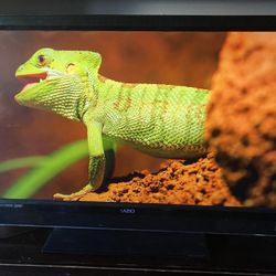 55 Inch Flat Screen HDTv