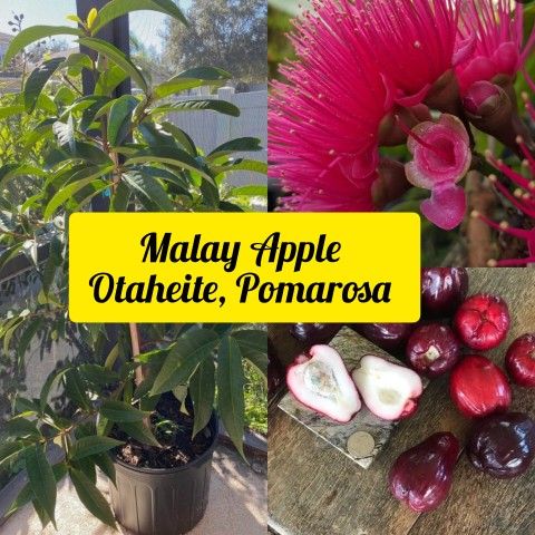 Pomerac ,Otaheite Apple, Malay Apple Airlayered Trees 7gal Arboles De Pomarosa Injertados 7gal