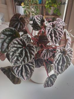 Beautiful Ripple Peperomia 🪴