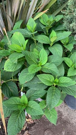 Blue hydrangea plant in 5 gallon pot - 1 available