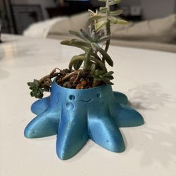 Planters With Succulents 