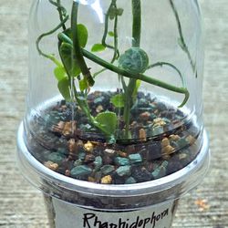 RARE! Potted Rhaphidophora Cryptantha's Aka Shingle Plant's 