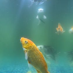 Fish Tank And Fishes coy 