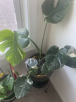 Plants 🌱 Planta
