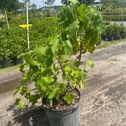 Fig Plant 