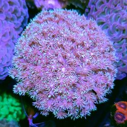 Princess Goni Colony 