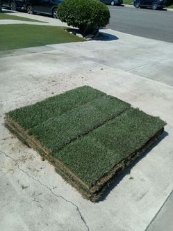 Grass sod