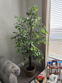 Indoor Tree