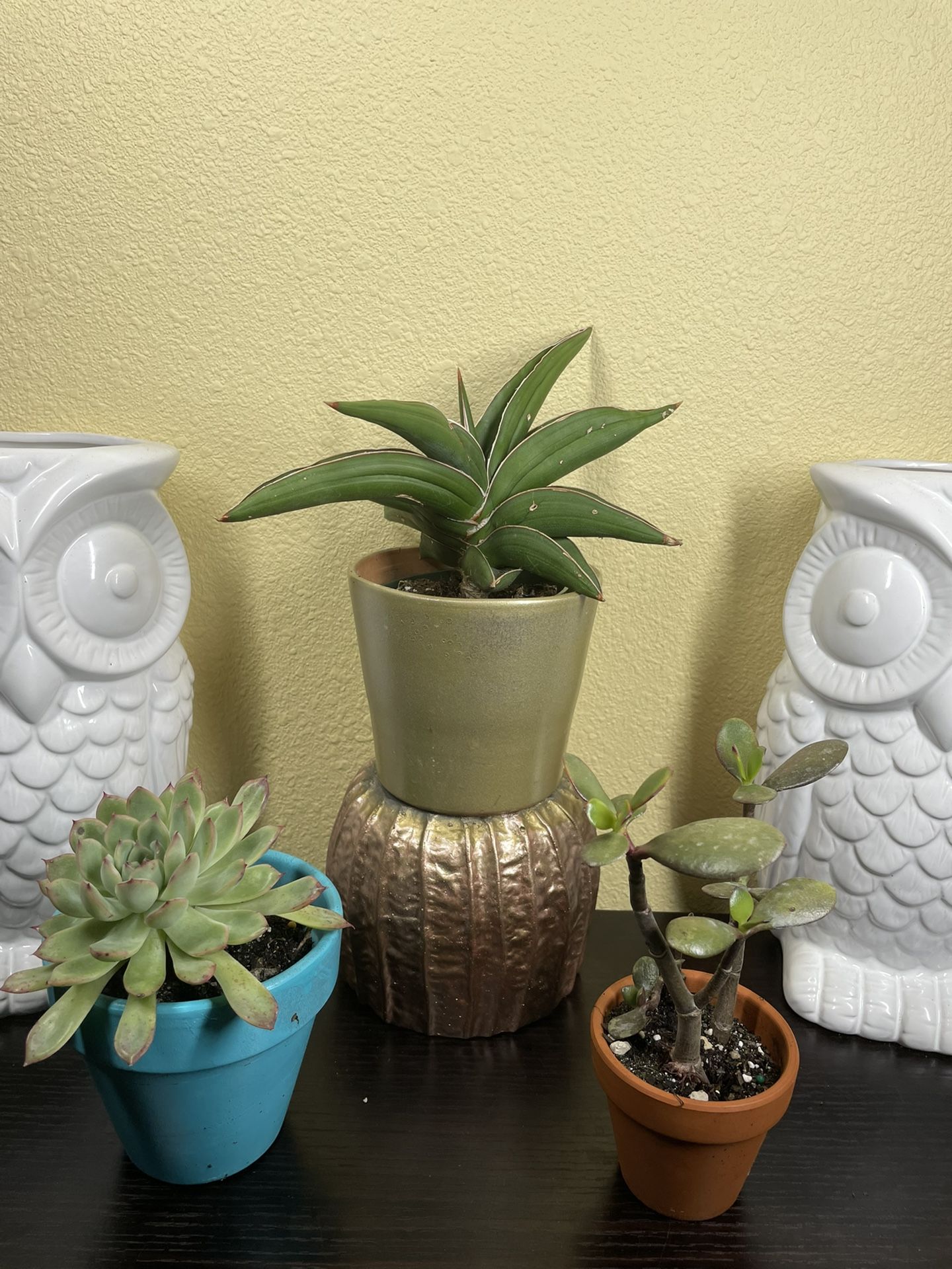 THREE Piece plant Bundle 