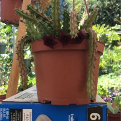 Red Dragon Succulent Plant