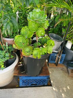 Suculenta Echeverria