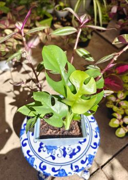 Monstera and Tradescantia Arrangement