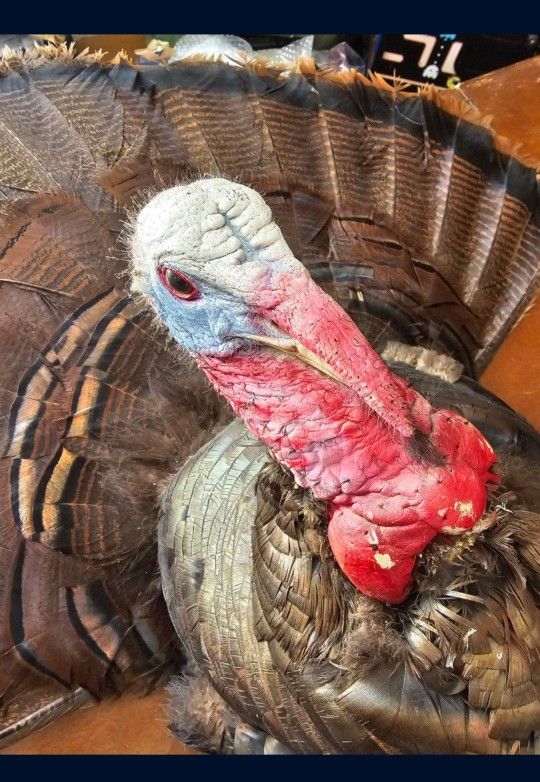 TURKEY MOUNT GOBBLER WILD TURKEY MAN CAVE BAR BEARD TROPHY EASTERN TURKEY AUTHENTIC SHOULDER MOUNT TAXIDERMY