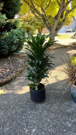 Dracaena