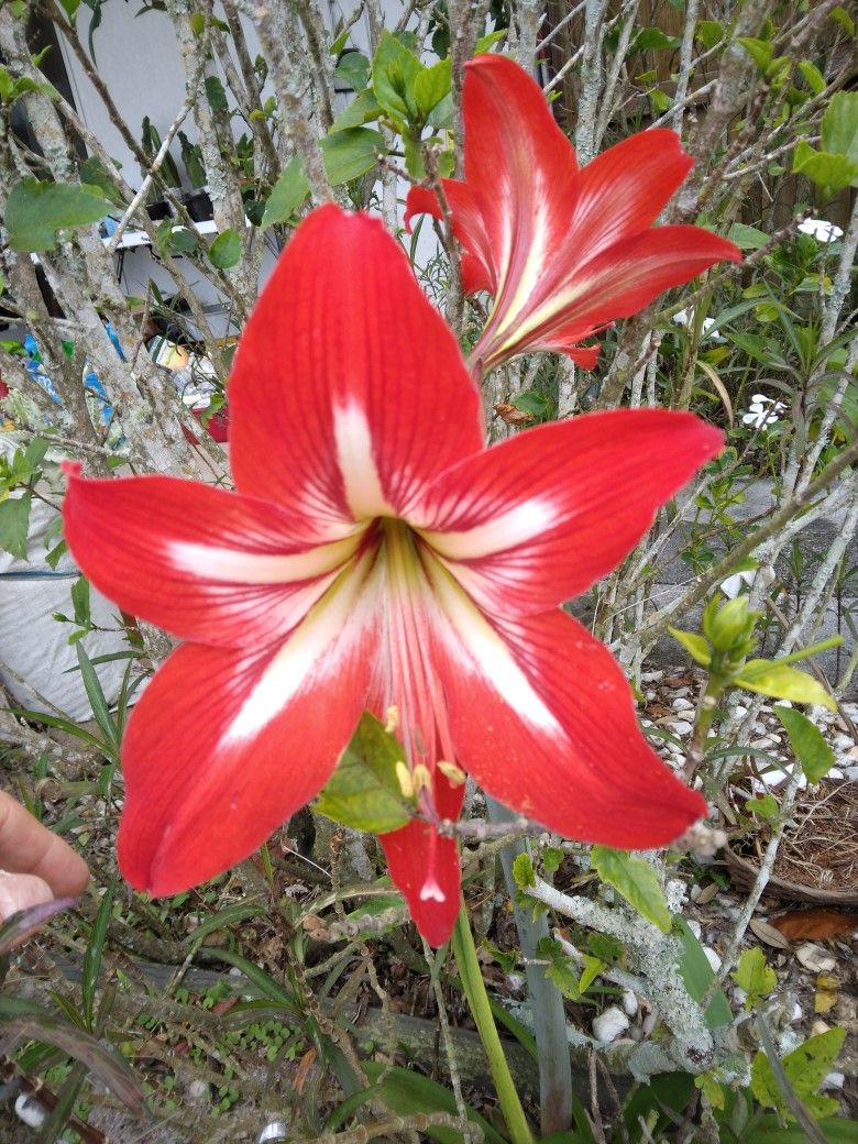 80 Red Star Amaryllis SEEDS $6-Ship $3.50