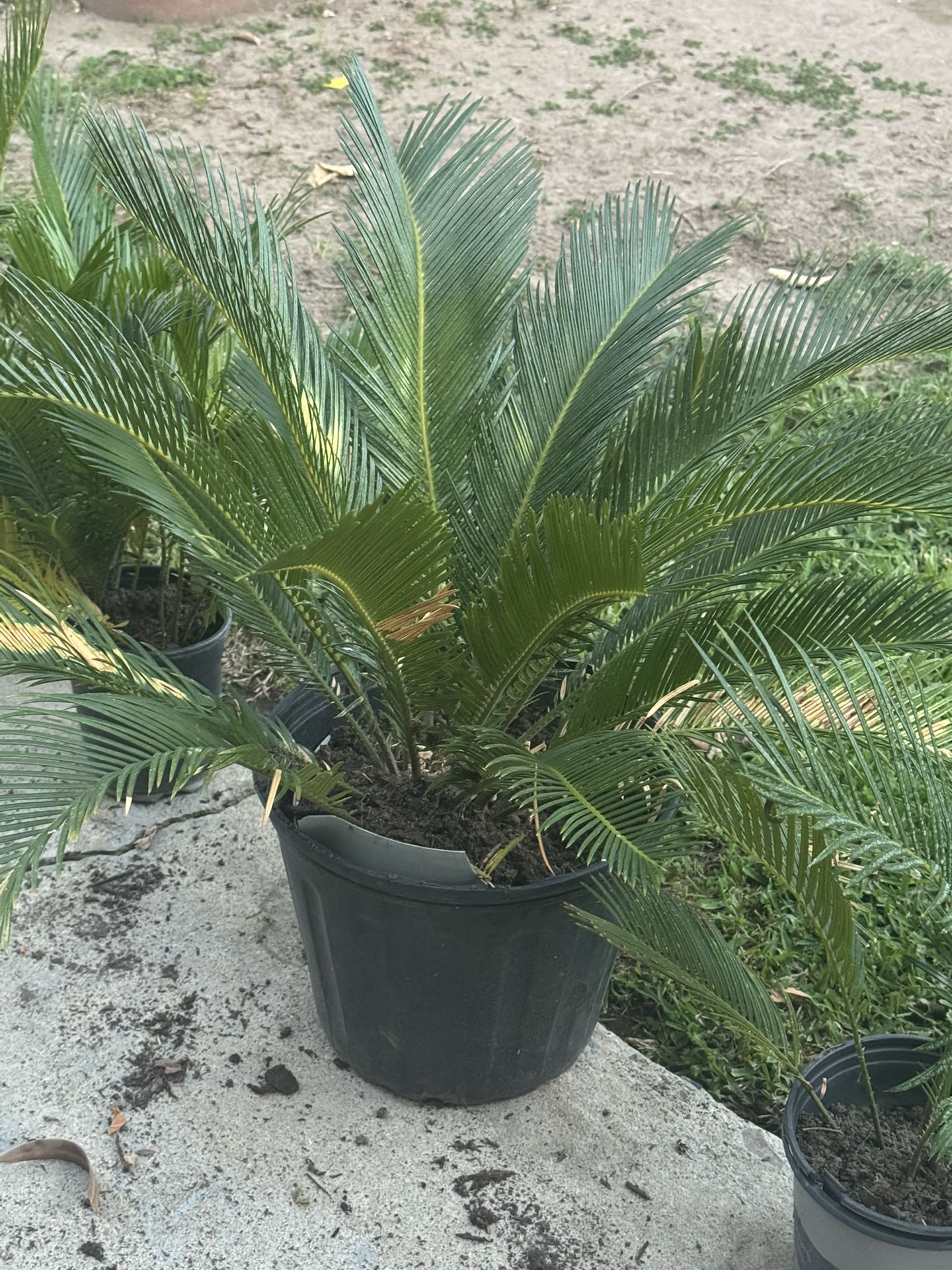 Sago Palm Trees π΄