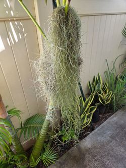Spanish moss