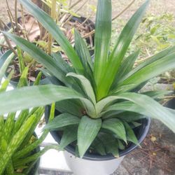 Pineapple Plant