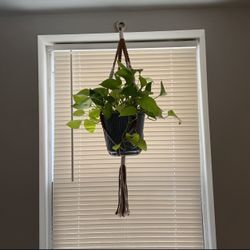 Hanging Pot Plant