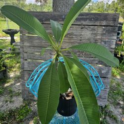 Add a Splash of Paradise to Your Garden with This Beautiful Plumeria Plant 🪴 