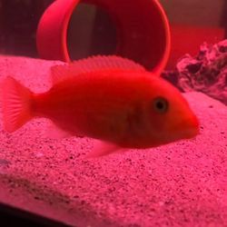 Aquarium accessories