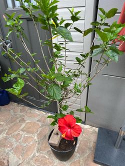 Hibiscus