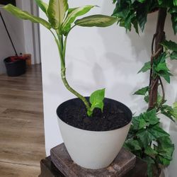 $9 Dieffenbanchi plant natural 
