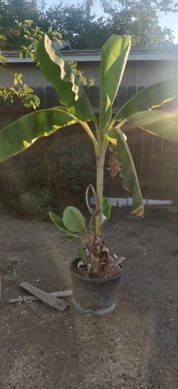Banana Plant