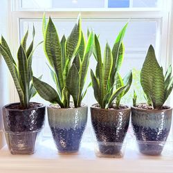 Snake plant In ceramic planter $25 each