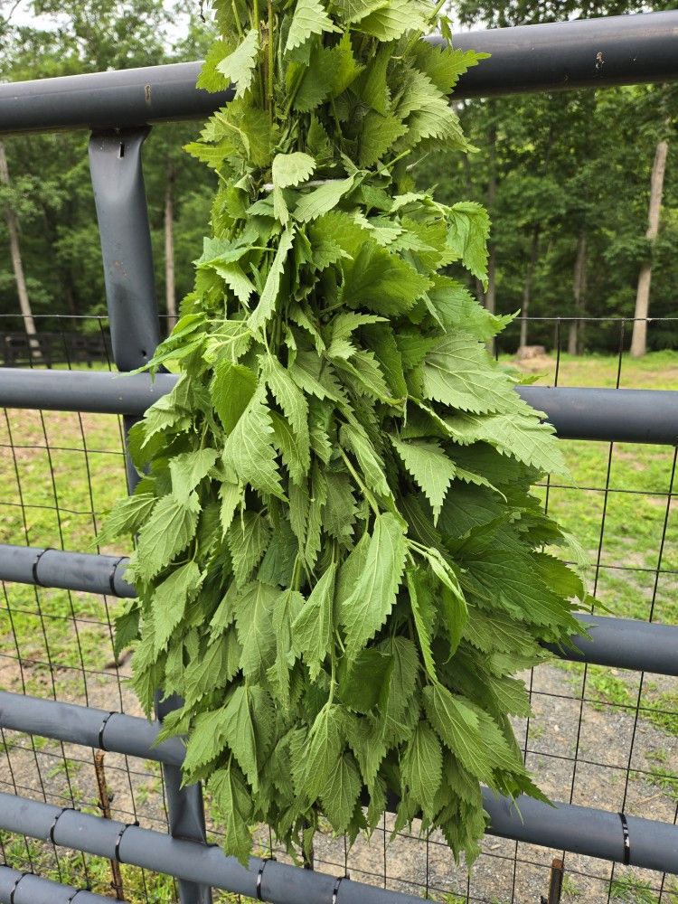 Stinging Nettle