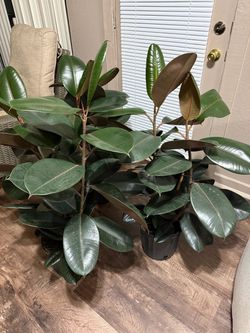 Beautiful indoor 2 Burgundy Rubber Plants in one planter