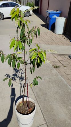 Capulin. Mexican Wildcherry