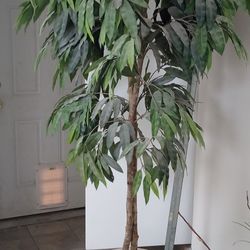 Ficus Tree