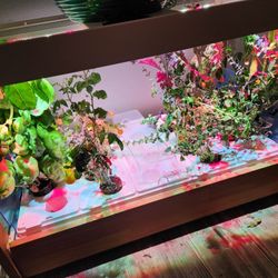 Click and Grow Indoor Green House 