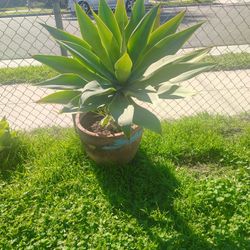 Foxtel Agave Plant