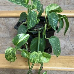 Trailing Variegated Golden Pothos Plant With Black Ceramic Pot