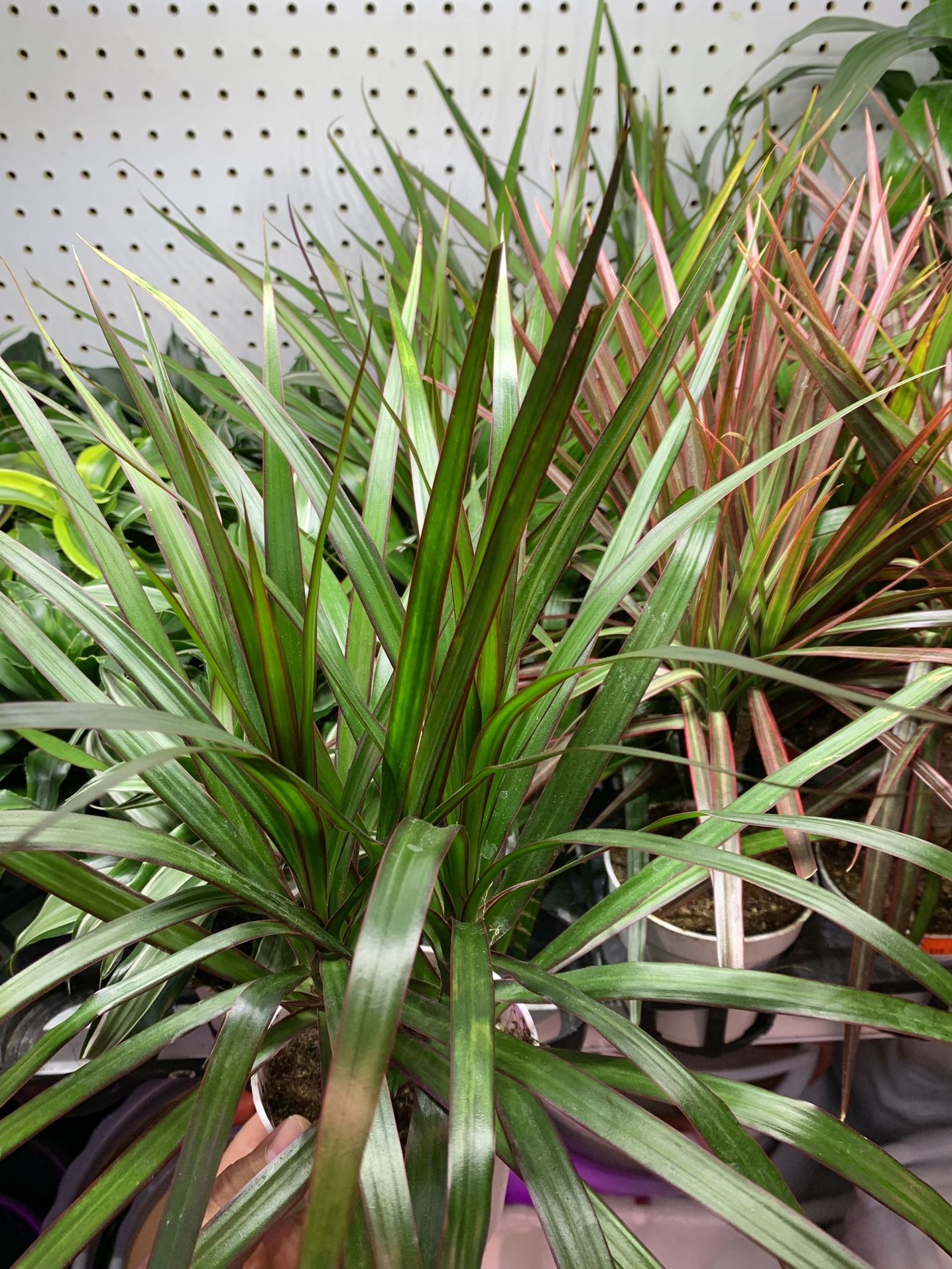 4” Pot Size: Dracaena Marginata ‘Red Margined’ Dragon Tree; $12 Each
