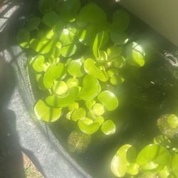 Floating Plants 