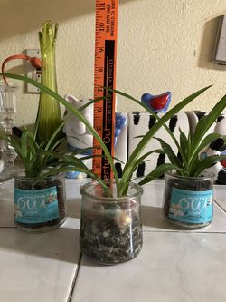 Spider Plants And More To Come