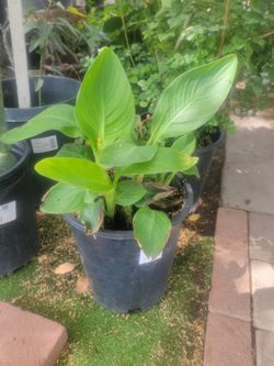 Yellow Canna Lily Plant 