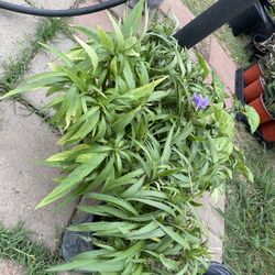 Petunias Purple Plant
