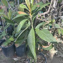 Loquat Tree / Nispero