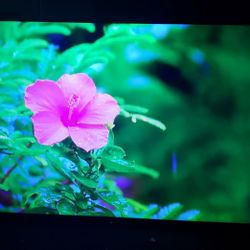 Sony Bravia 60 Inch TV