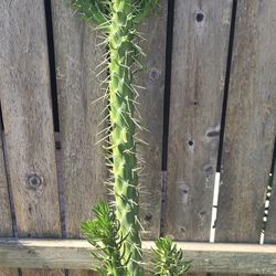 Cactus plant 4ft 5in