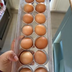 Se Vende Huevo Orgánico
