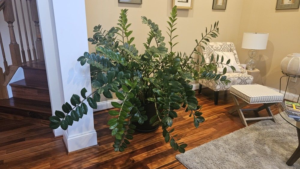 Massive ZZ Plant (Picture Does Not Do Justice)