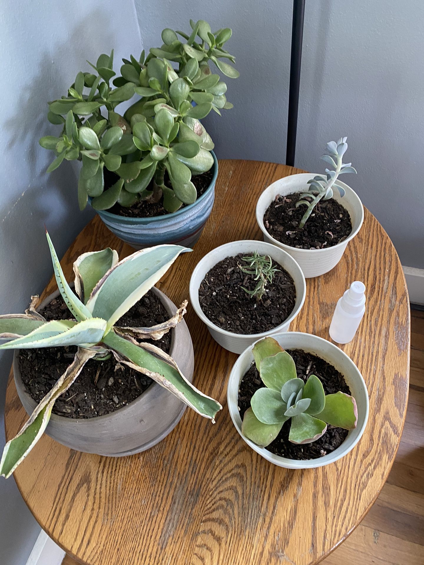 Succulents 