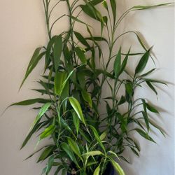Real Bamboo Plant with ceramic planter