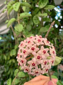 Krinkle eigth Hoya plant