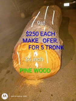 Pine trunks